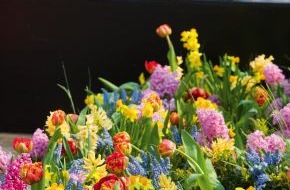 Blumenbüro: Frühlingsauftakt: Zwiebelblüher für Balkon, Garten und Terrasse (mit Bild)