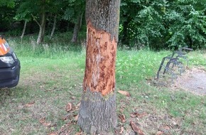 Kreispolizeibeh&ouml;rde Heinsberg: POL-HS: Unbekannte sch&auml;len Rinde von Baum / Zeugen gesucht