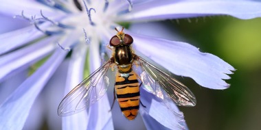 Universität Hohenheim: Neue Artenkenner gesucht: Promotionskolleg Biodiversität