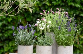 Blumenbüro: Pflanzenfreude.de kürt Balkon- und Terrassenpflanze des Jahres 2018 / Ein farbenprächtiges Duo: Lavendel und Schmucklilie