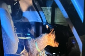 Polizei Dortmund: POL-DO: Polizeikontrolle der etwas anderen Art: Trunkenheitsfahrt mit tierischer &Uuml;berraschung