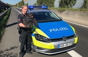 Polizei Salzgitter: POL-SZ: Pressemeldung für das Polizeikommissariat Peine für den Zeitraum vom 05.05.2018 (12:00 Uhr) bis zum 06.05.2018 (14:30 Uhr)