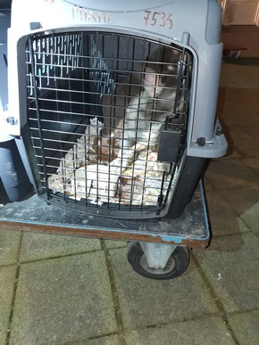 POL-D: Düsseldorf - Verdacht des illegalen Tiertransports - Polizei rettet 34 Welpen und Junghunde - Zwei Tatverdächtige festgenommen