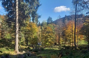 Robin Wood e.V.: Staatsforstbetriebe sollen EU-Naturschutz nicht untergraben!