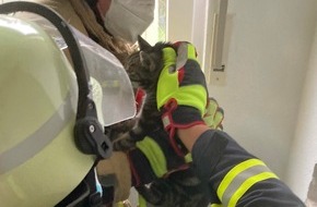 Feuerwehr Landkreis Leer: FW-LK Leer: Katze aus stillgelegten Schornstein gerettet