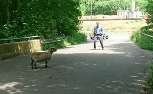 Polizeidirektion Neustadt/Weinstraße: POL-PDNW: Nicht alle Schafe im Trockenen...