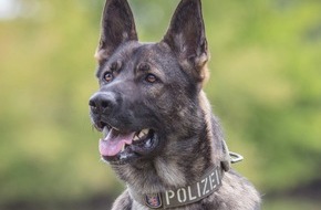 Polizeipr&auml;sidium Nordhessen: POL-NH: Diensthund Maverick ersp&uuml;rt fl&uuml;chtigen R&auml;uber in Brombeerhecke: 45-J&auml;hriger in Kassel-Fasanenhof festgenommen
