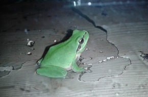 Polizei Rhein-Erft-Kreis: POL-REK: Laubfrosch unter Polizeischutz gestellt  - Kerpen