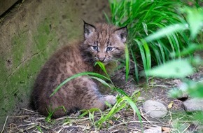 Natur- und Tierpark Goldau: Jöö-Alarm im Natur- und Tierpark Goldau: Luchs-Nachwuchs zeigt sich erstmals