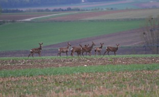 VIER PFOTEN - Stiftung für Tierschutz: Zeitumstellung erhöht Unfallgefahr mit Wildtieren