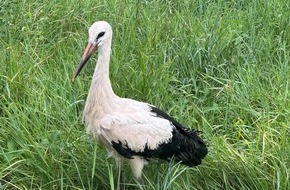 Bundespolizeiinspektion Kaiserslautern: BPOL-KL: Bundespolizei rettet Storch aus dem Gleis