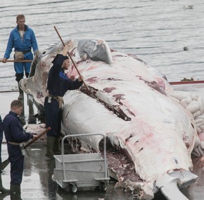 40 Jahre Walfangverbot: Wale sterben weiter