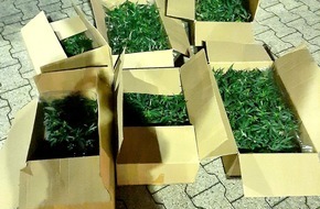 Bundespolizeidirektion Sankt Augustin: BPOL NRW: Mann mit über 450 Cannabispflanzen von Bundespolizei vorläufig festgenommen