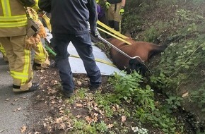 Feuerwehr Bottrop: FW-BOT: Gro&szlig;tierrettung in Bottrop-Kirchhellen