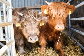 Buchen Sie jetzt ein Bauernhoftier für Ihren Video Call - LandReise.de verlängert Aktion Call a Cow