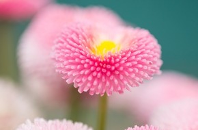 Blumenbüro: Primeln, Stiefmütterchen & Maßliebchen als Frühlingsboten / Blühendes Trio eröffnet die Draußen-Saison