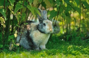 VIER PFOTEN - Stiftung für Tierschutz: Bitte keine Kaninchen im Osternest!
