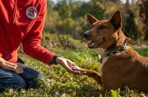VIER PFOTEN - Stiftung für Tierschutz: Aux frontières de l'Ukraine, l'aide aux réfugiés accompagnés d'animaux de compagnie s'organise
