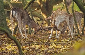 Niederländisches Büro für Tourismus & Convention (NBTC): Pressebericht: Niederlande-Highlights im Herbst 2019 - Wildes Zandvoort, buntes Eindhoven