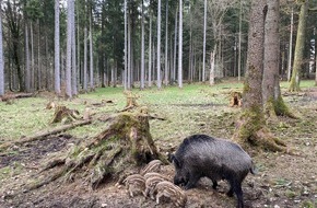 Leibniz Universität Hannover: Pressemitteilung Nr. 070/2023 der Leibniz Universität Hannover  Das Wildschwein-Paradoxon – endlich gelöst