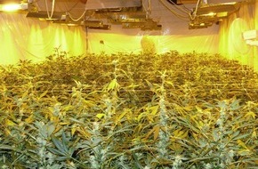 Polizei Düren: POL-DN: Professionellen Plantagenbetreiberring aufgedeckt