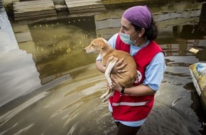 VIER PFOTEN - Stiftung für Tierschutz: Jahrhundert-Fluten in Chennai: VIER PFOTEN hilft betroffenen Tieren