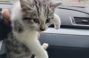 Polizeiinspektion Stralsund: POL-HST: Ängstliche Katze sorgt für Polizeieinsatz