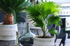 Blumenbüro: Exklusive Palmen sind Zimmerpflanzen des Monats Februar / Harmonie pur mit grünen Indoor-Palmen