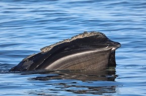 IFAW Deutschland: Aktuelle Populationszahlen: Nordatlantischer Glattwal droht weiterhin auszusterben