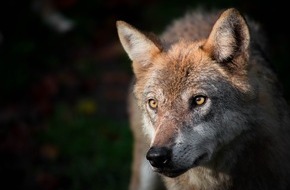 Wildtierschutz Deutschland e.V.: Wolf ins Jagdgesetz: Begr&uuml;ndung der Bundesregierung ist unsachlich, irref&uuml;hrend, suggestiv