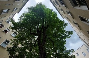 Baumpflege Kasper GmbH: Kostenfaktor Baum: Sicherung und Erhaltung auf Mietwohngrundstücken