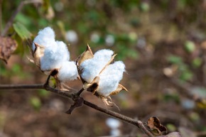 Regenerative Cotton Standard®: Impressive Results Following First Harvest in India
