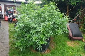 Polizei Köln: POL-K: 250910-4-K Kripo Köln stellt gestohlene IPads sicher und erntet Cannabis-Plantage ab