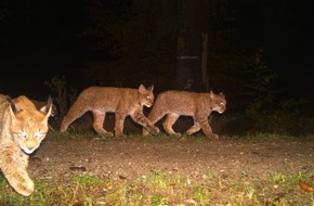 Hessisches Landesamt für Naturschutz, Umwelt und Geologie: Grenzüberschreitendes Luchsmonitoring in Niedersachsen und Hessen gestartet