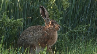 ZDF: "Kampf um Wildkatze und Co." / ZDF-Magazin "planet e." über das Artensterben in Deutschland (FOTO)