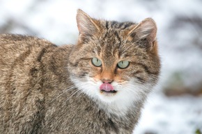 Faschingsferien im Wildparadies Tripsdrill