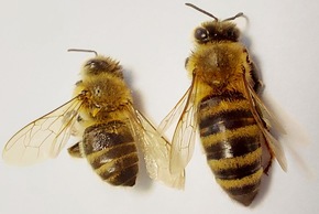 Fette Bienen leben länger: Blühflächen für Pollenversorgung jetzt wichtig