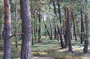 Deutsche Bundesstiftung Umwelt (DBU): Waldbrandgefahr auf DBU-Naturerbefläche anhaltend hoch - Bundesforst entnimmt Totholz