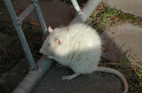 Polizeiinspektion Hameln-Pyrmont/Holzminden: POL-HOL: Kaum zu glauben aber wahr: Weiße Ratte vor dem Polizeidienstgebäude  - Entlaufen oder ausgesetzt? -