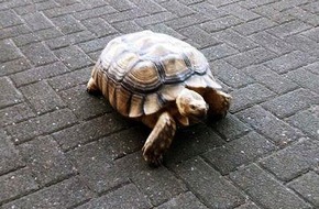 Polizeipräsidium Mittelhessen - Pressestelle Marburg-Biedenkopf: POL-MR: Schildkröte nimmt Reißaus;