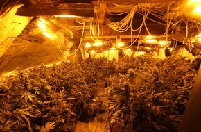 Polizei Steinfurt: POL-ST: Greven, Leverkusen, Rheine, Zehn Festnahmen wegen illegalem Cannabis-Anbau, intensive Ermittlungen führten zu mehreren Tatobjekten