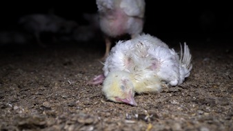 Ein Jahr Fleischskandal: Hühner leiden immer noch für Lidl-Qualfleisch