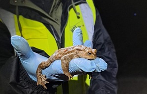 Heinz Sielmann Stiftung: PM Mehr als 8.000 Amphibien am Stallauer Weiher bei Bad T&ouml;lz gerettet