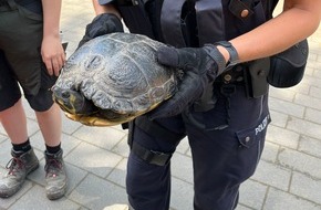 Polizei Bielefeld: POL-BI: Schildkr&ouml;te auf A 2 Zufahrt