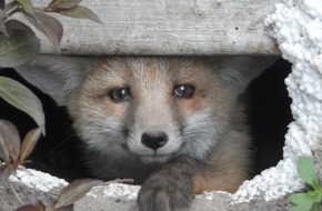 rbb - Rundfunk Berlin-Brandenburg: Berlinerinnen und Berliner beobachten "Füchse & Co. - Wildtiere in der Stadt - rbb sucht wieder Geschichten, Fotos und Videos