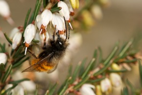 Haustiere unter dem Weihnachtsbaum? Diese Tiere dürfen Sie verschenken.