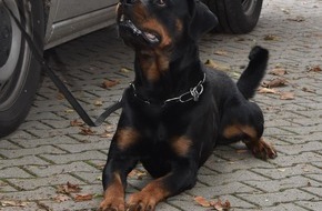 Polizei Duisburg: POL-DU: Wanheimerort: Polizeihund Leon stellt jugendlichen LKW-Dieb