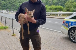 Polizeidirektion Montabaur: POL-PDMT: Rettung von hilflosem Rehkitz am Loreleyfelsen