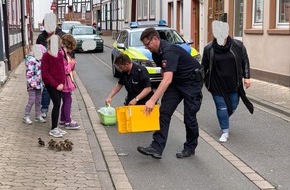 Polizeiinspektion Northeim: POL-NOM: Bild zu "Entenfamilie irrt in Innenstadt umher"