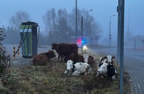 Polizeidirektion Pirmasens: POL-PDPS: Kühe vor dem Kino